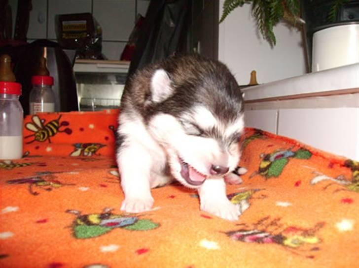 Alaskan malamute Sunset billede 5