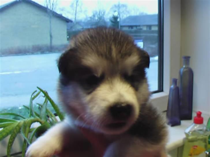 Alaskan malamute Sunset billede 6