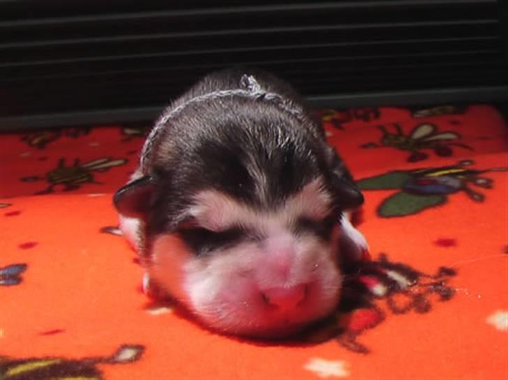 Alaskan malamute Sunset billede 7