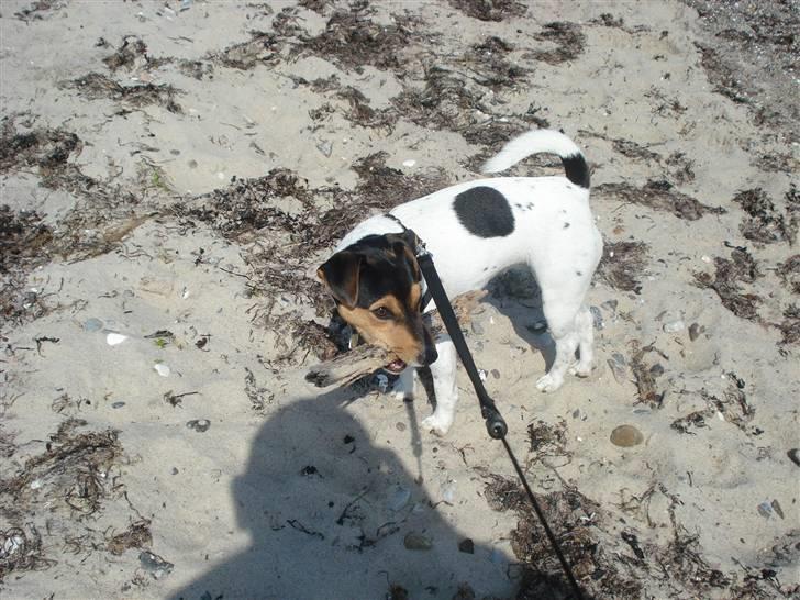 Jack russell terrier * Ida <'3 * - Det er MIN pind ! billede 19