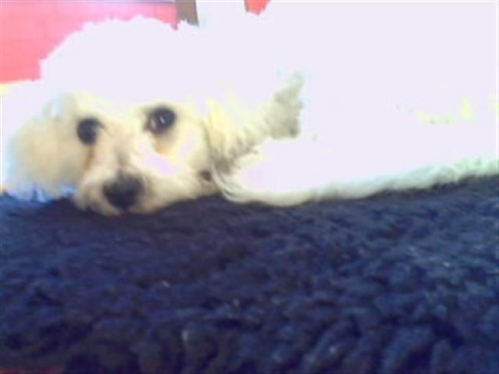Bichon à poil frisé Oline(tinghøjs francisca) - jeg elsker jer..!! billede 6