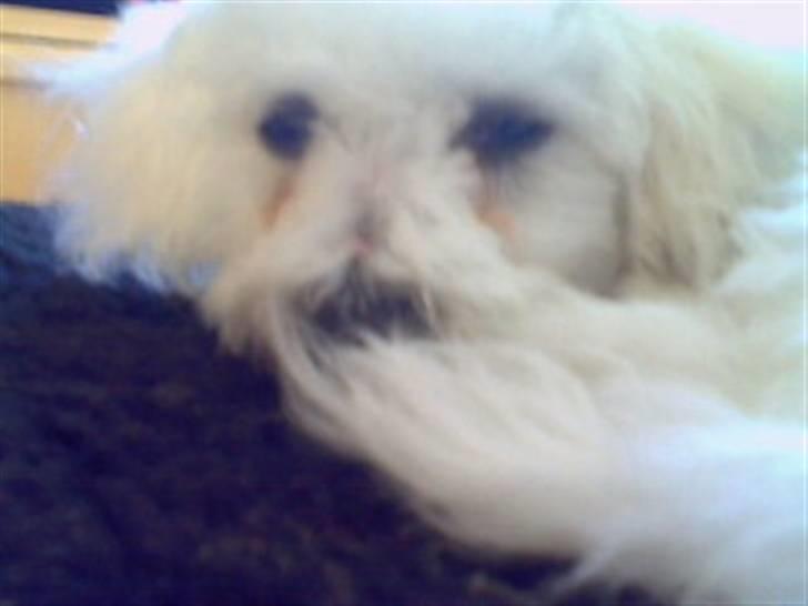 Bichon à poil frisé Oline(tinghøjs francisca) - ej træt igen billede 7