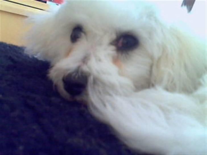 Bichon à poil frisé Oline(tinghøjs francisca) - min hale er i vejen..!! billede 8