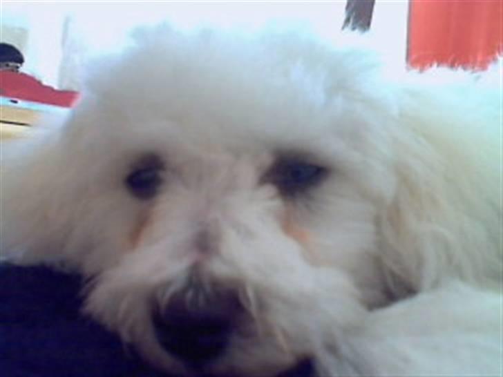 Bichon à poil frisé Oline(tinghøjs francisca) - mit søde lille ansigt..!! billede 9