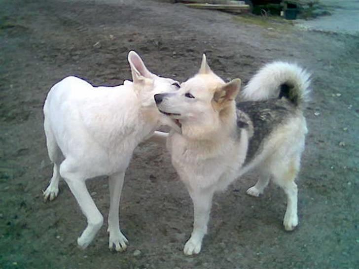 Blanding af racer Nanoq - kærlighed billede 6