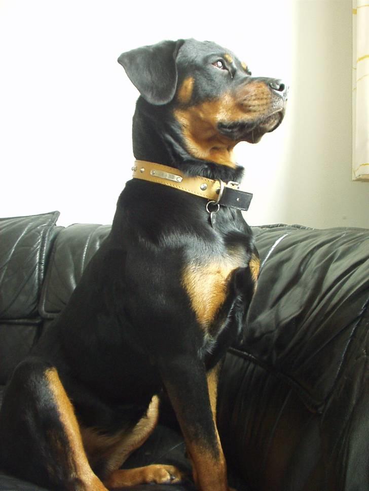 Rottweiler Rika  - Rika sidder og nyder udsigten ud ar vinduet :) billede 1