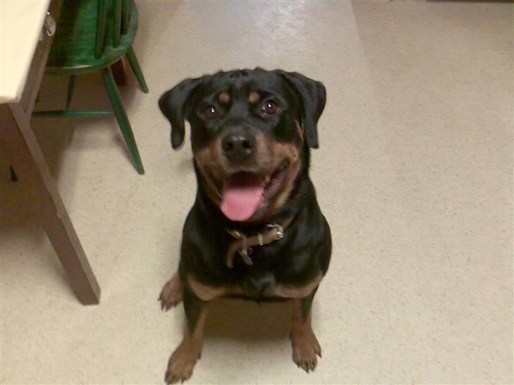 Rottweiler Rika  - såååå glad hun er :) billede 2