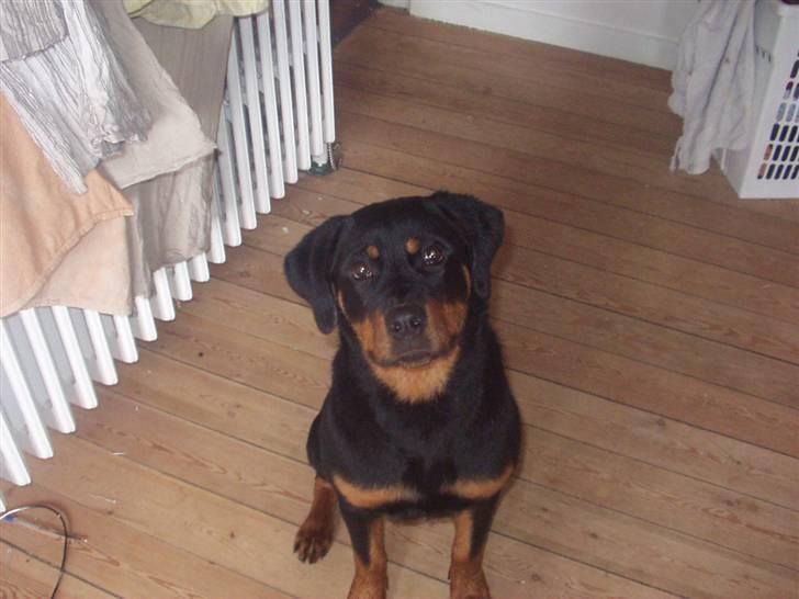 Rottweiler Rika  - rika ca 7 mdr gammel billede 3