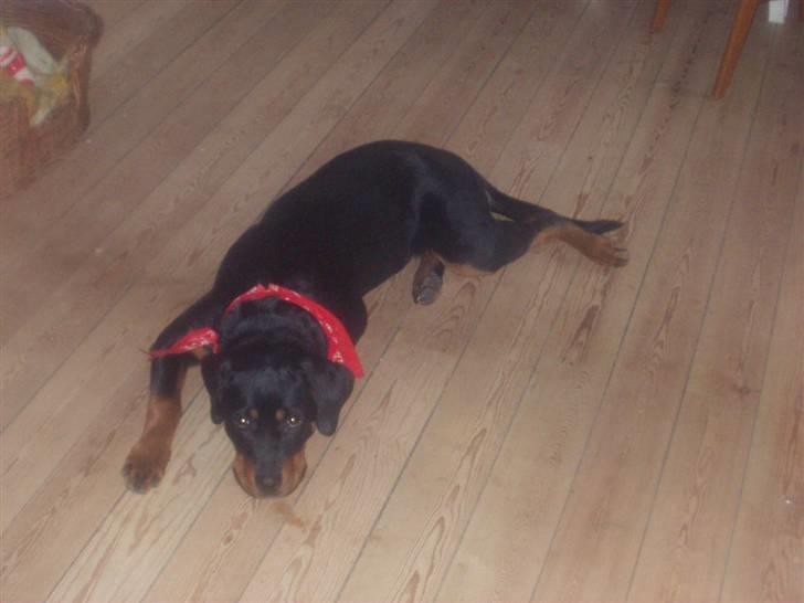 Rottweiler Rika  - rika 7 mdr ligger lige og slapper af  billede 4