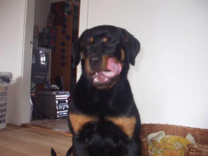 Rottweiler Rika  - mmmmm lækkert med en godbid billede 5