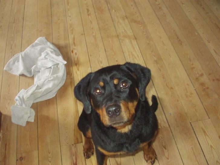 Rottweiler Rika  - det var altså ikke mig... billede 6