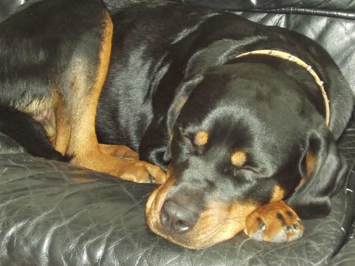 Rottweiler Rika  - sover sååå sødt billede 7