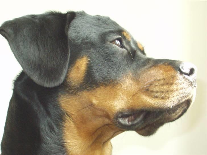 Rottweiler Rika  - sååå flot billede 8