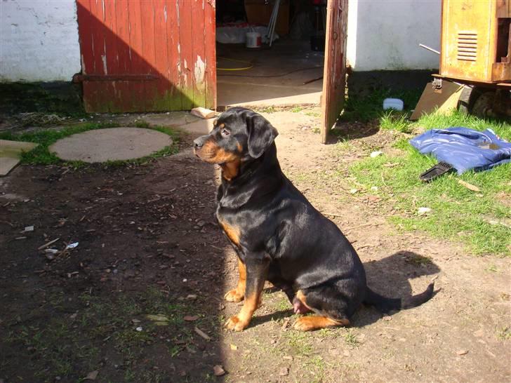 Rottweiler Rika  - rika sidder og slapper af inden hun skal ind til sine små hvalpe igen billede 9