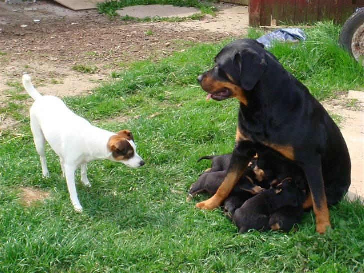 Rottweiler Rika  - så er det spisetid ;) billede 10