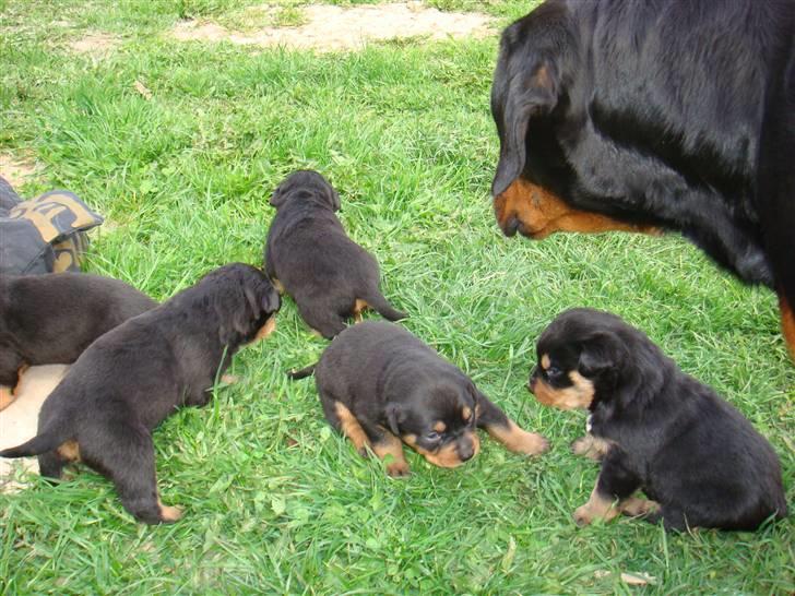 Rottweiler Rika  - rikas dejlige hvalpe  billede 11