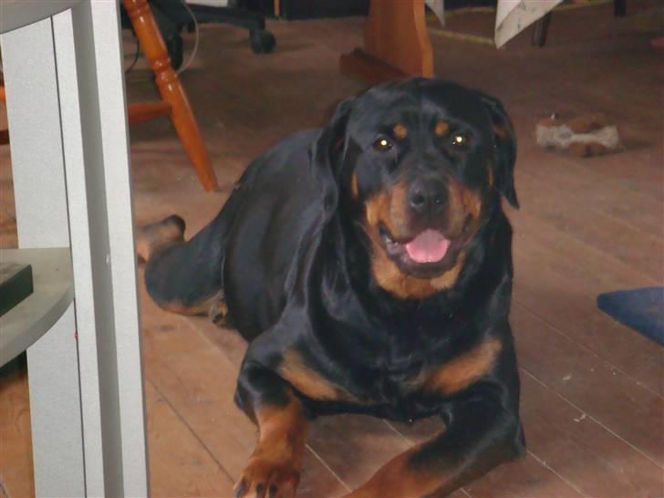 Rottweiler Rika  - rika nogle dage inden hun skal føde (det er hårdt for hende den stakkel) billede 12