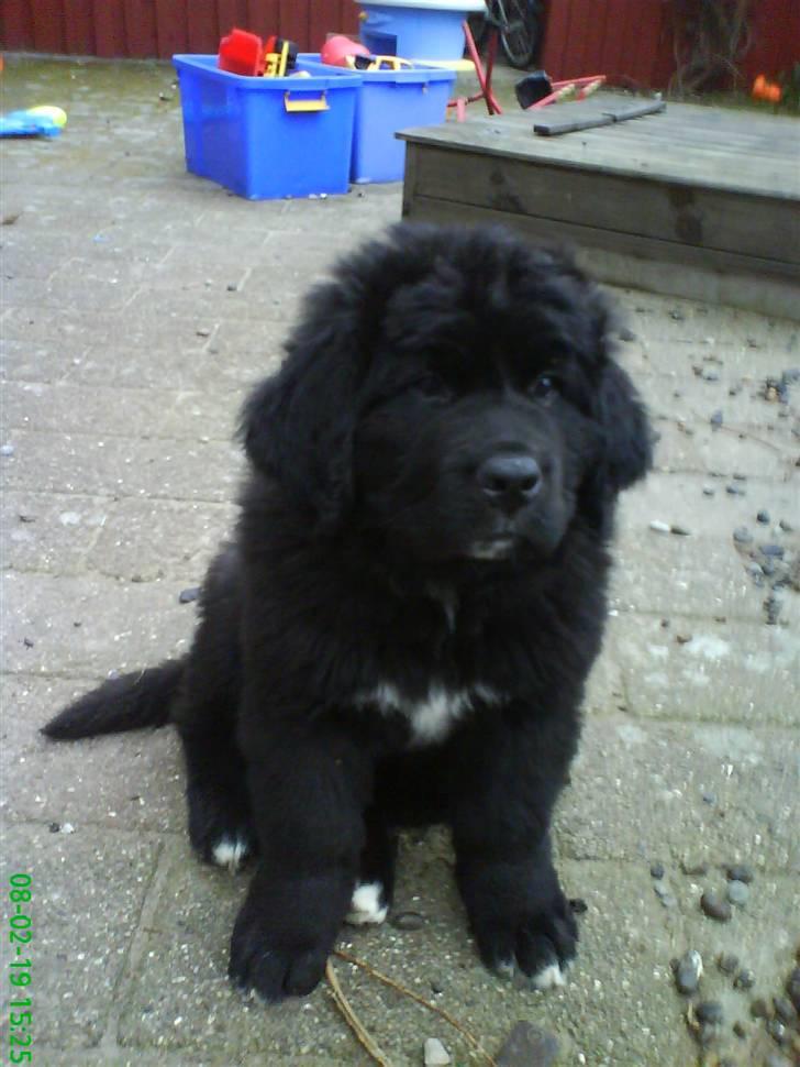 Newfoundlænder buster - hvad er det,det derovre?!? billede 2