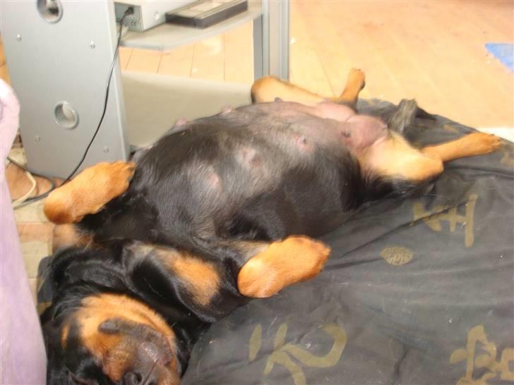 Rottweiler Rika  - rika sover på ryggen få dag før hun skal føde billede 13