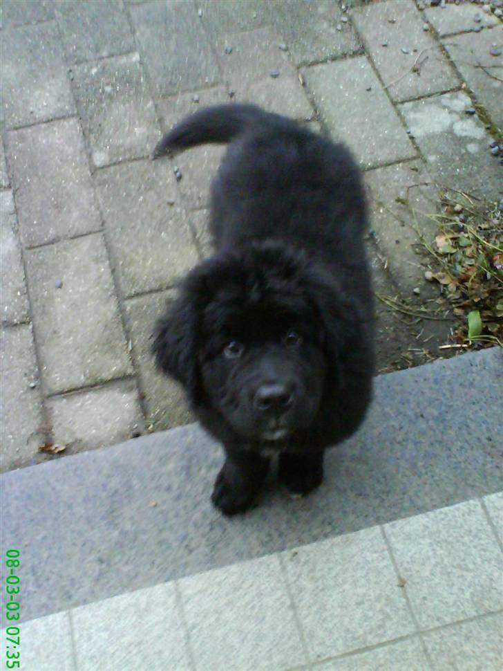 Newfoundlænder buster billede 3