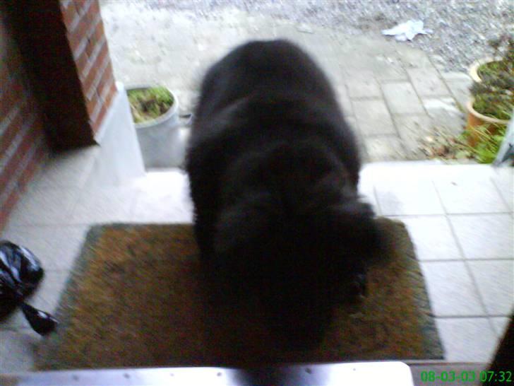 Newfoundlænder buster - "ind i varmen med mig heeh" billede 4