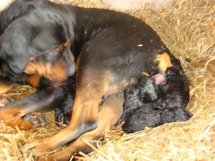 Rottweiler Rika  - hun har lige født 7 dejlige hvalpe billede 14