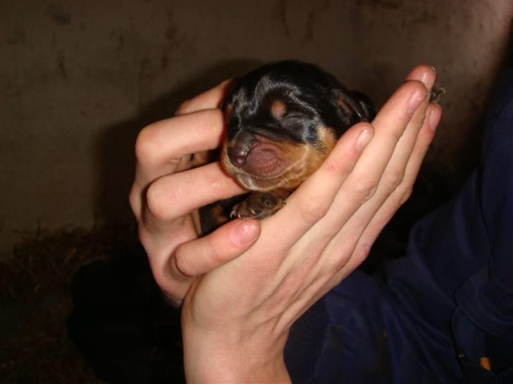 Rottweiler Rika  - en af de små 1 dag gammel billede 15