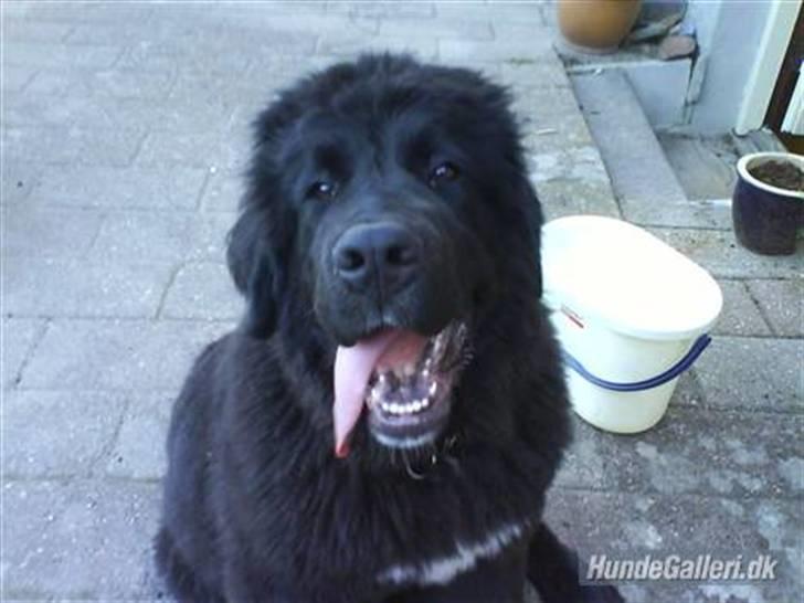 Newfoundlænder buster - nååj jeg er bareså træt:D billede 5