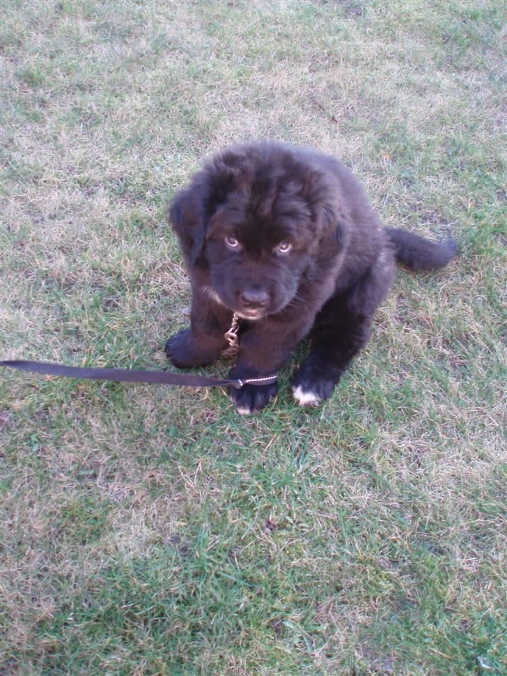Newfoundlænder buster - dahan ikke var så stor:D billede 6