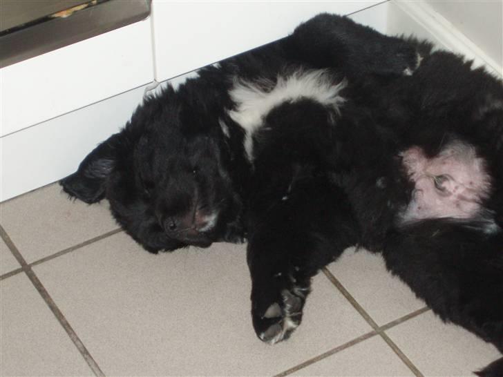 Newfoundlænder buster - det herer bare livet billede 7