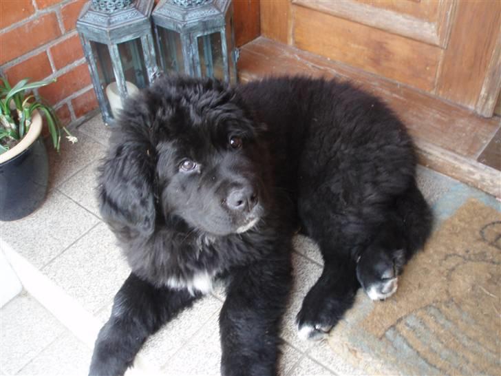 Newfoundlænder buster billede 8