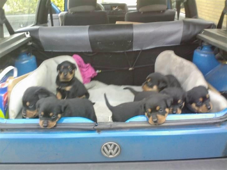 Rottweiler Rika  - rikas hvalpe 4 uger gammel billede 16