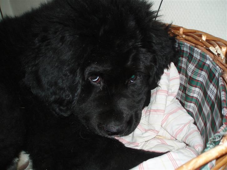 Newfoundlænder buster - smut jeg prøverat sove:D:D:D billede 9
