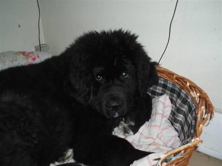 Newfoundlænder buster billede 10