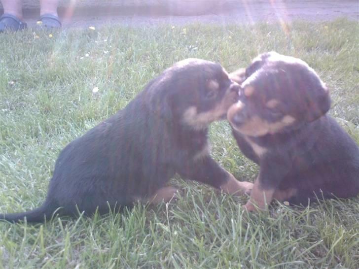 Rottweiler Rika  - tid til leg billede 17