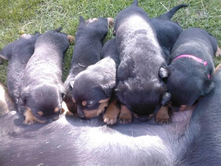 Rottweiler Rika  - de små der spiser billede 18