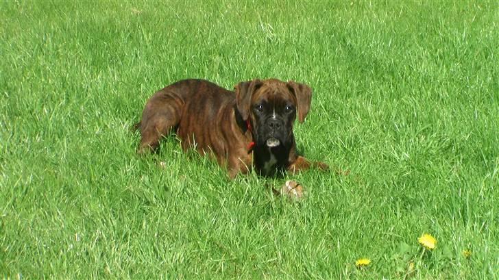 Boxer Mathilde - totalt yndlings bold billede 7