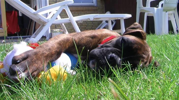 Boxer Mathilde - mig og anders "sover", om lidt kaster jeg med ham igen hihi billede 8