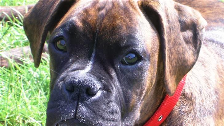 Boxer Mathilde - er jeg ikke nuser? billede 9