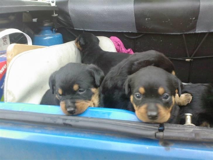 Rottweiler Rika  - såå dejlige de er billede 19