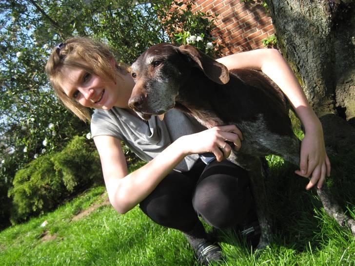 Korthåret hønsehund Betty  R.I.P<3 - Du betyder alt for mig skat<3 billede 19