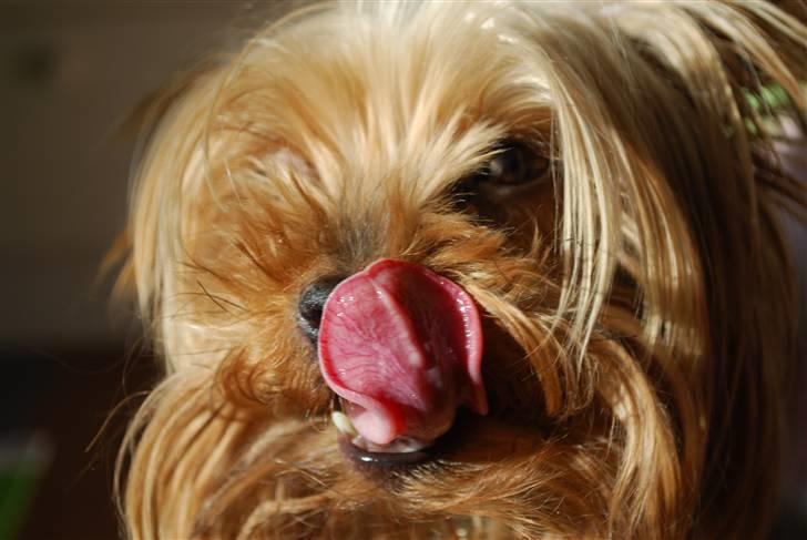 Yorkshire terrier Freja billede 3