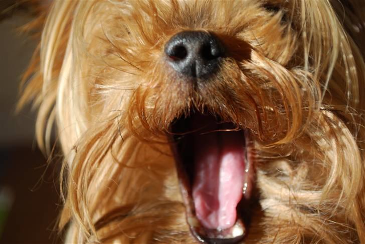 Yorkshire terrier Freja billede 4