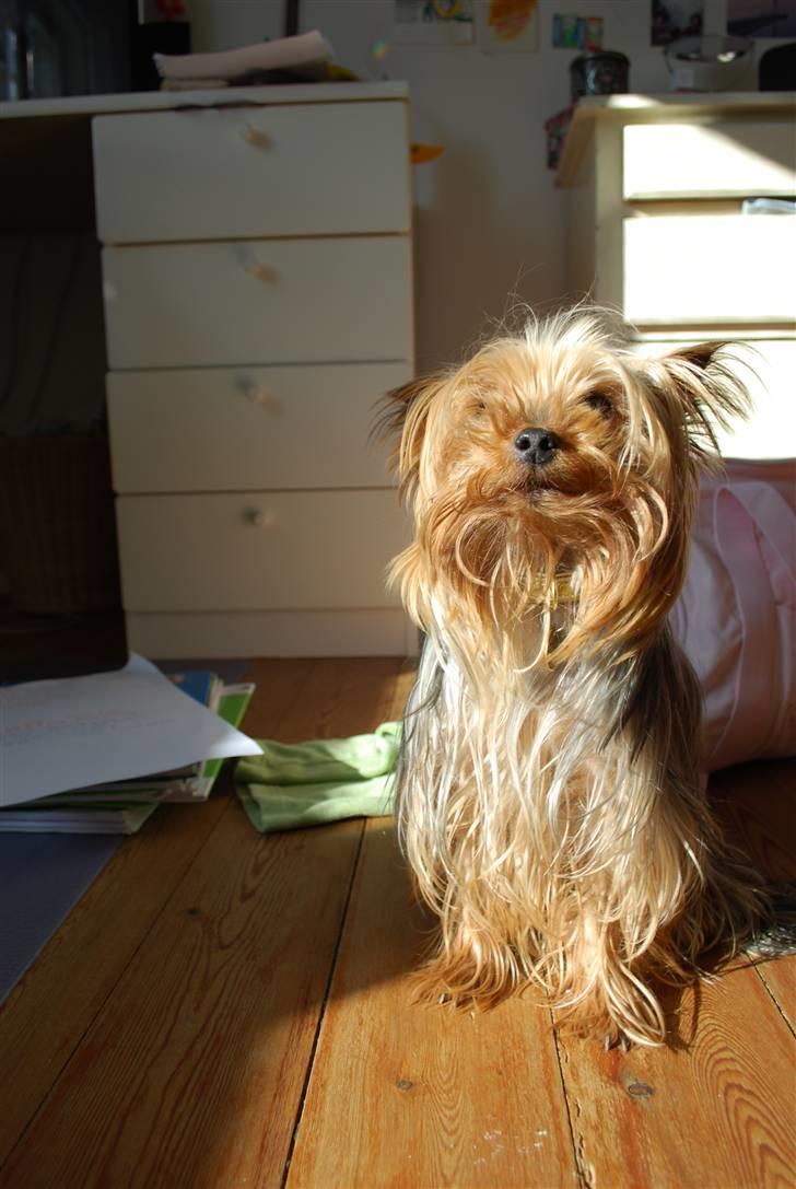 Yorkshire terrier Freja billede 5