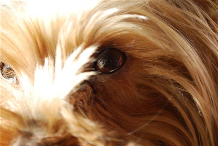 Yorkshire terrier Freja billede 6