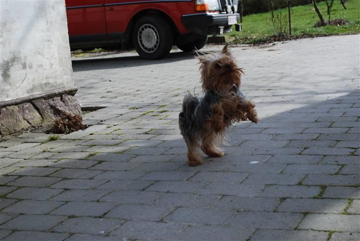 Yorkshire terrier Freja billede 7