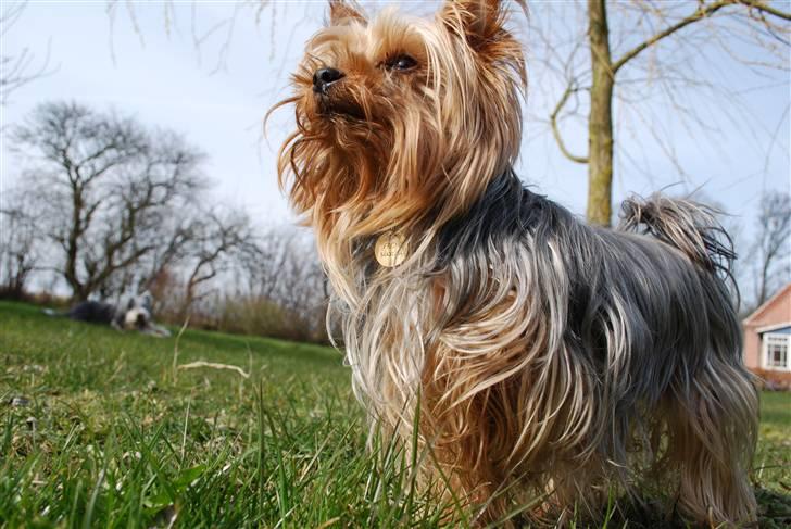 Yorkshire terrier Freja billede 8