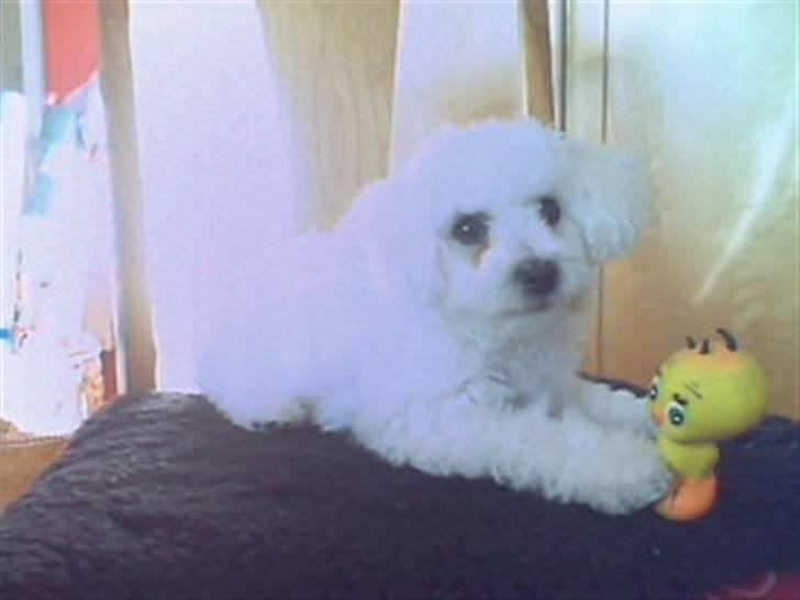 Bichon à poil frisé Oline(tinghøjs francisca) billede 11