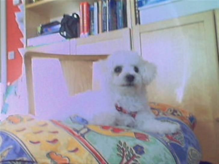 Bichon à poil frisé Oline(tinghøjs francisca) billede 12