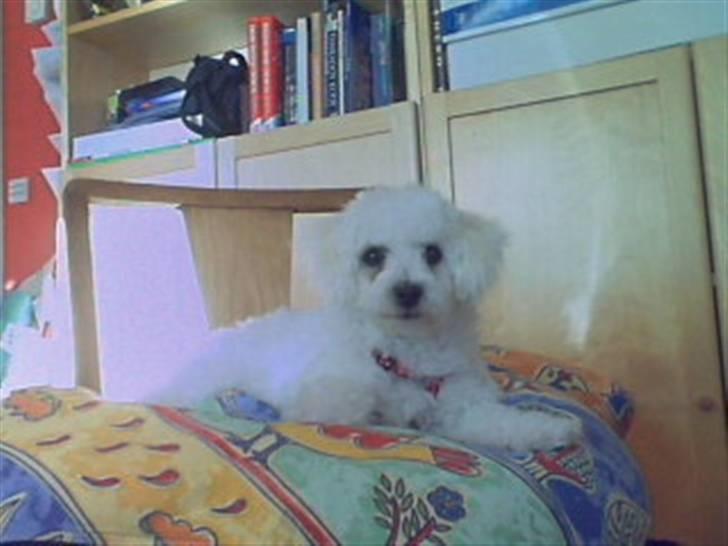 Bichon à poil frisé Oline(tinghøjs francisca) billede 13